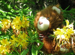 Smbarnabyrhododendron0001.jpg