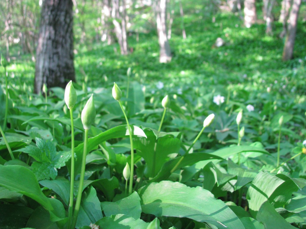 klavze wild garlic
